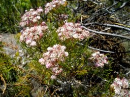 Serruria fasciflora nearly flat-topped inflorescences